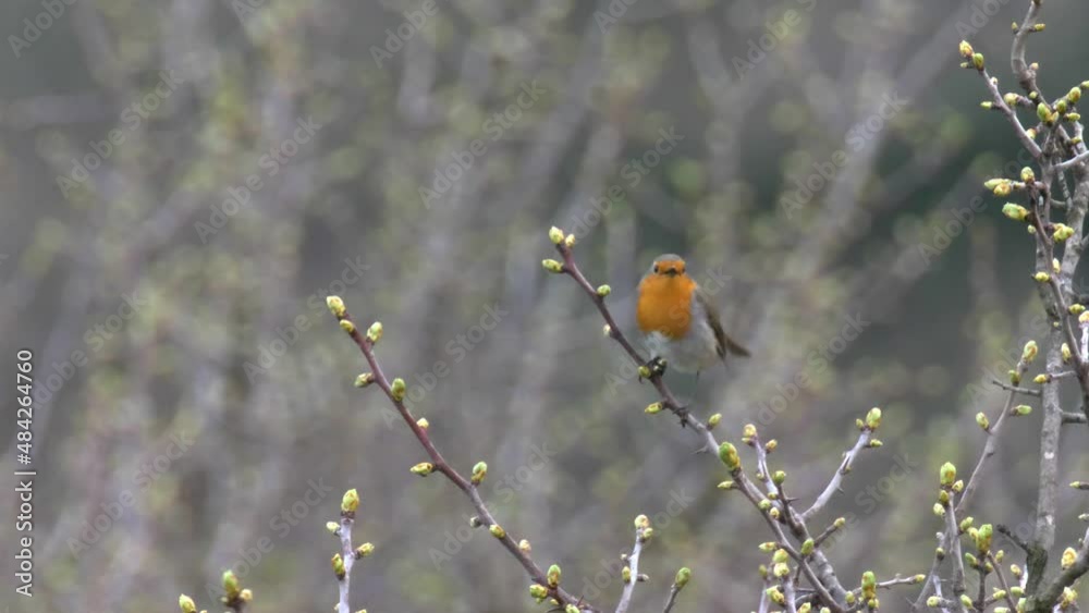 Robin on branch, Golan heights, Israel
Close up shot from israel,2022
Robin on branch, Golan heights, Israel
Close up shot from israel,2022