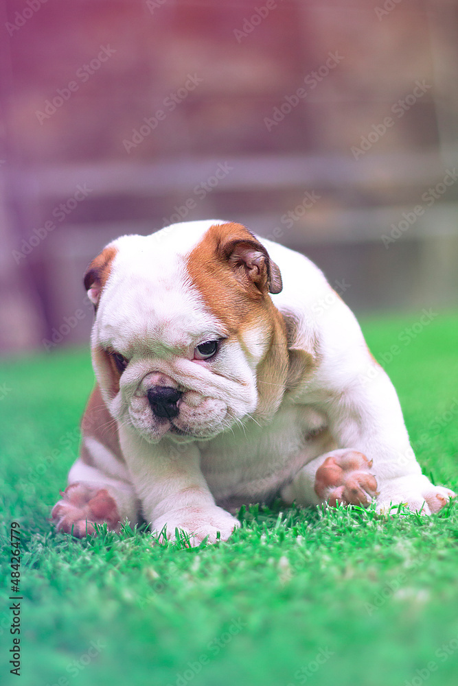 English Bulldog is a white and brown puppy sitting on the garden looking at the camera. Cohibido, innocent, tender with his little pink paws and paw prints.