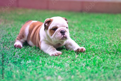 English Bulldog is a white and brown puppy lying face down on the garden with a raised face. Innocent and tender stretching his little legs.