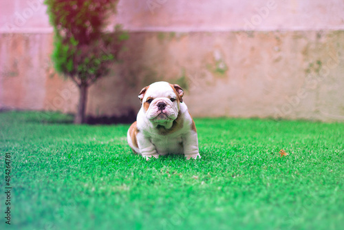 English Bulldog is white puppy with brown is sitting seriously on the garden looking at the camera. Innocent, tender with his little paws.