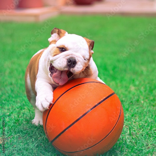 English Bulldog is brown and white puppy is playing with his basketball on the garden. Innocent, tender and funny, facing the camera.
