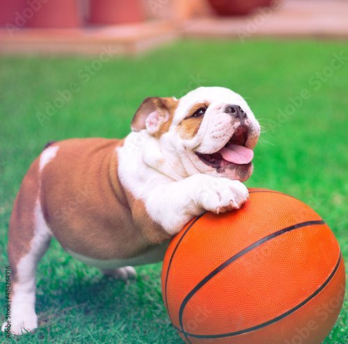 English Bulldog is a brown and white puppy is holding his basketball on the garden, playing funny, innocent and tender with his little pink tongue.