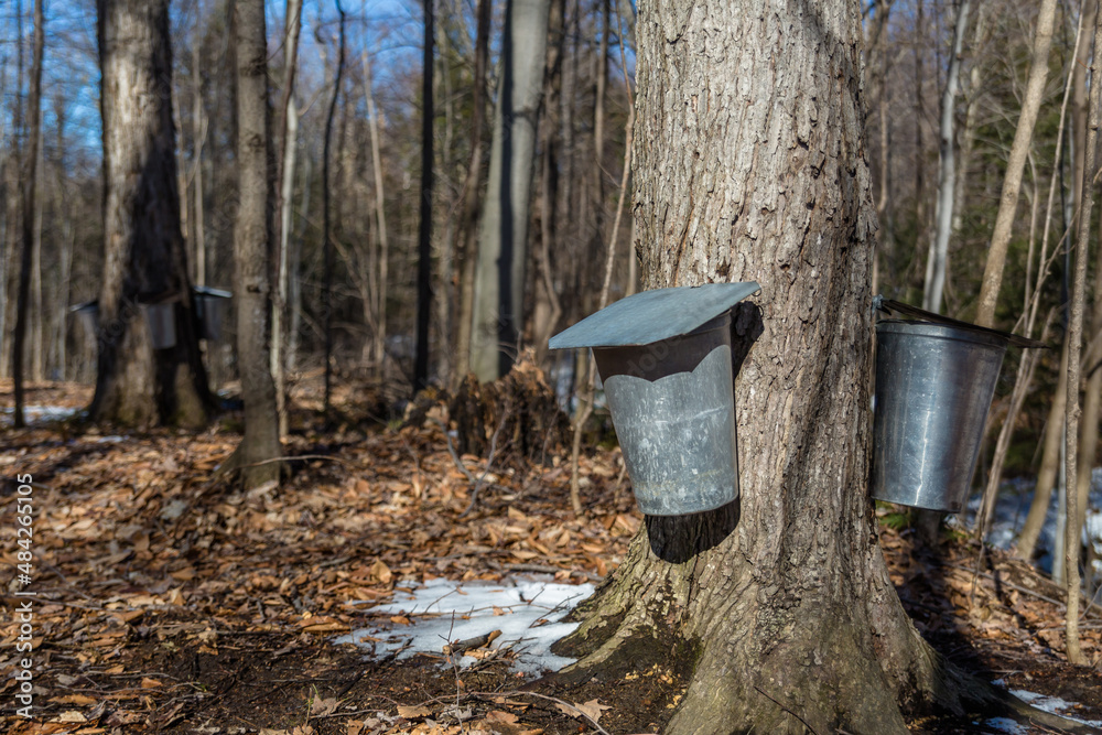 Obraz premium Maple Syrup Season