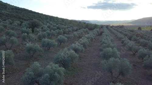 Manzanares, C Real-Spain: January 10, 2020:ecological cornicabra olive crops at dusk.aerial photo