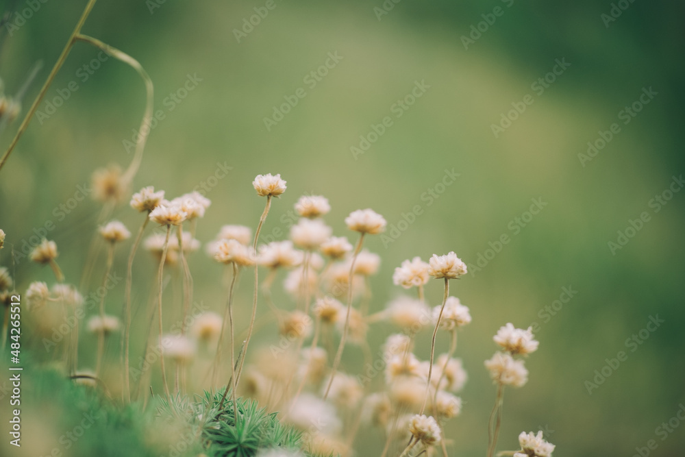field of flowers field of flowers
