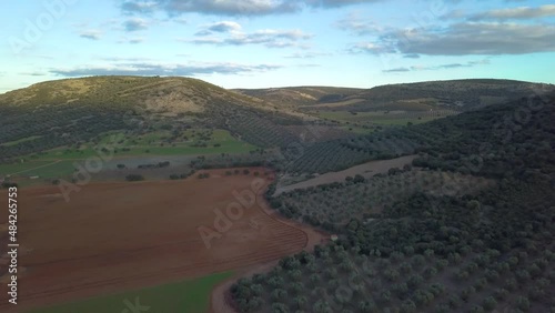 Manzanares, C Real-Spain: January 10, 2020:ecological cornicabra olive crops at dusk.aerial photo