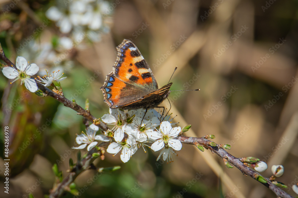 Small Tortoiseshell butterfly on haw blossoms Small Tortoiseshell butterfly on haw blossoms