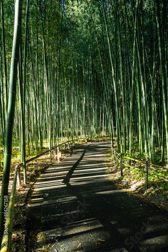 The Arashiyama Bamboo Forest in Kyoto  Japan in the early morning with a trail through the forest.
