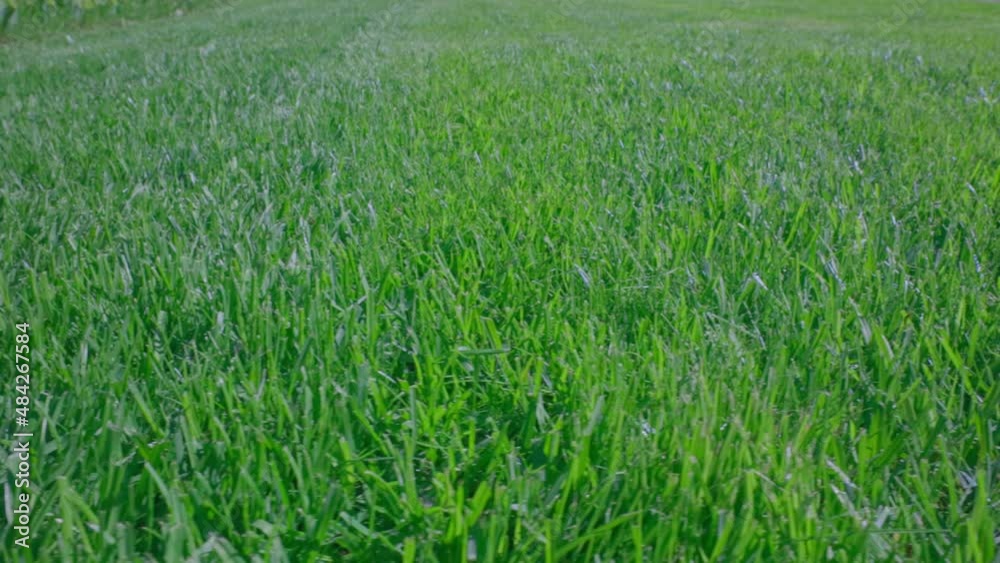 Close up view of front yard of private garden. Green grass lawn. Beautiful backgrounds. Sweden. Close up view of front yard of private garden. Green grass lawn. Beautiful backgrounds. Sweden.
