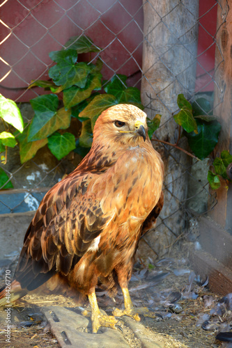 hawk - a bird of the Red Book, living in mountainous and steppe regions, the bird is being treated in a rehabilitation center