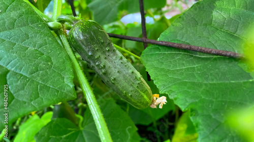 Ripe cucumbers on a bush in the open field in clear weather close-up. The concept of agricultural and farming