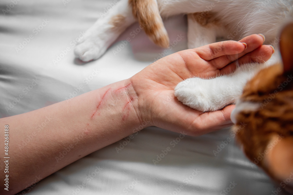 The paw of a white-red cat lies on a violently scratched male hand until it bleeds. Pet attack. The paw of a white-red cat lies on a violently scratched male hand until it bleeds. Pet attack.