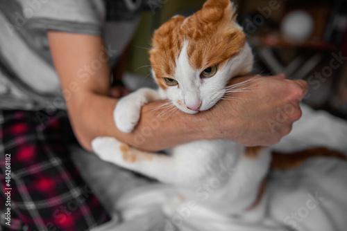 Photography Rabid white-red cat furiously scratched, bit through the mans hand until it bled