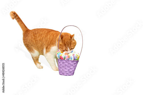 A ginger cat with a basket of Easter eggs. Cute cat with an Easter basket and eggs. White background, space for text.