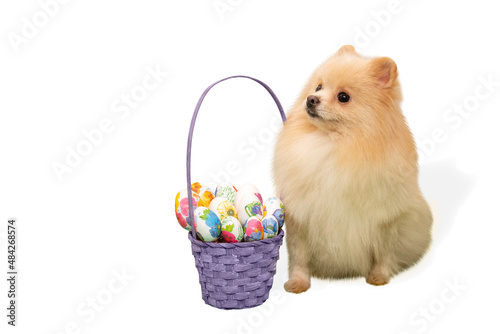 Cute dog with a basket of Easter eggs. A pomeranian with an Easter basket and eggs. White background, space for text.