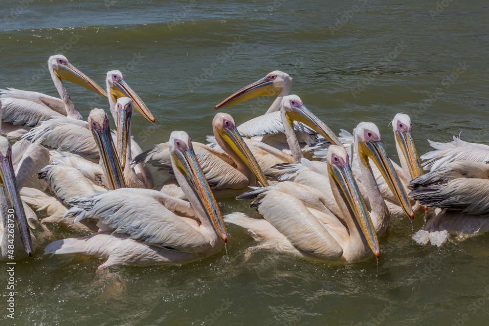 Great white pelicans (Pelecanus onocrotalus) at Tana lake, Ethiopia Great white pelicans (Pelecanus onocrotalus) at Tana lake, Ethiopia