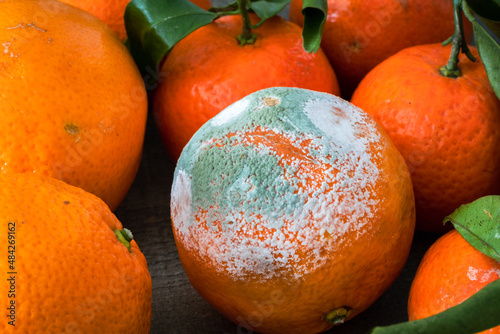 une orange pourries au milieu d'autres oranges © Olivier Tabary