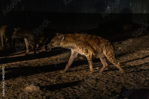 Hyenas in the streets of Harar  Ethiopia. They gather every evening on a specific spot to be fed.