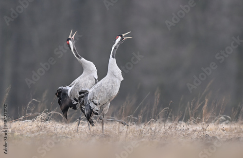Common crane birds ( Grus grus ) photo