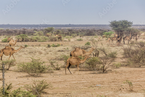 Camels in the eastern Ethiopia near Jijiga