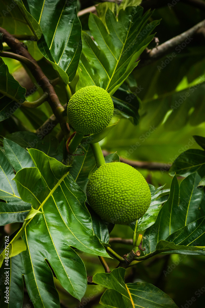 breadfruit tree