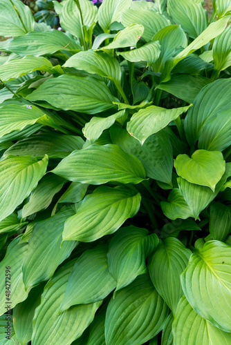 green leaves background