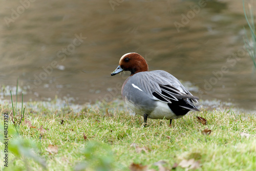 Wigeon, Anas penelope,