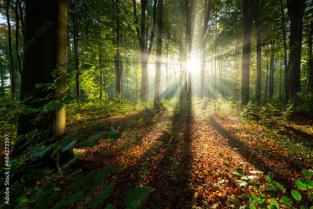 Fototapeta premium Beautiful sunny morning in the green forest