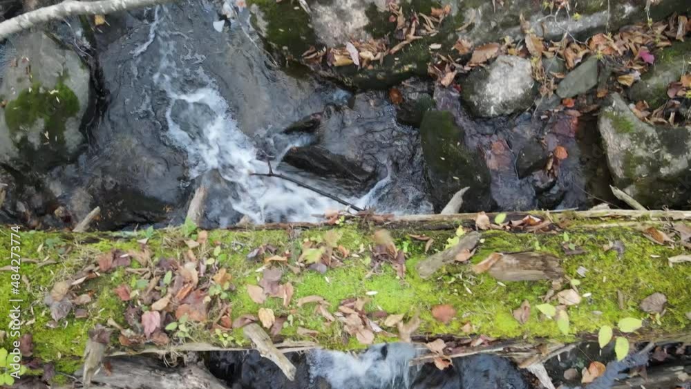 Creek Flowing in Forest