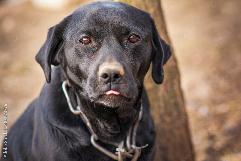 Portrait of a black labrador dog on a leash, looking sad, closeup