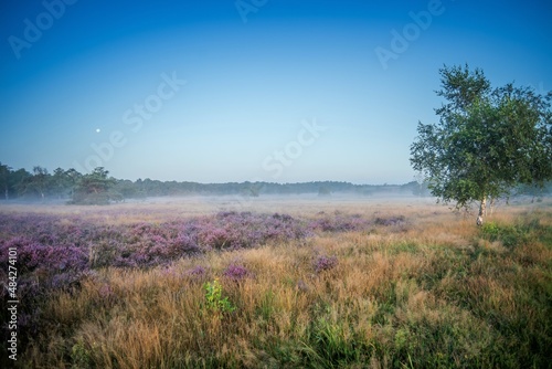 moorland © Best Dutch Photo's