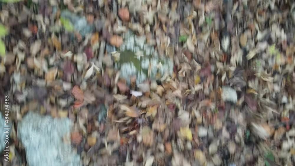 Rustling Autumn Leaves (1 of 2) Rustling Autumn Leaves (1 of 2)