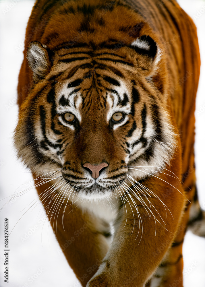 Obraz premium Portrait of a tiger on a white background