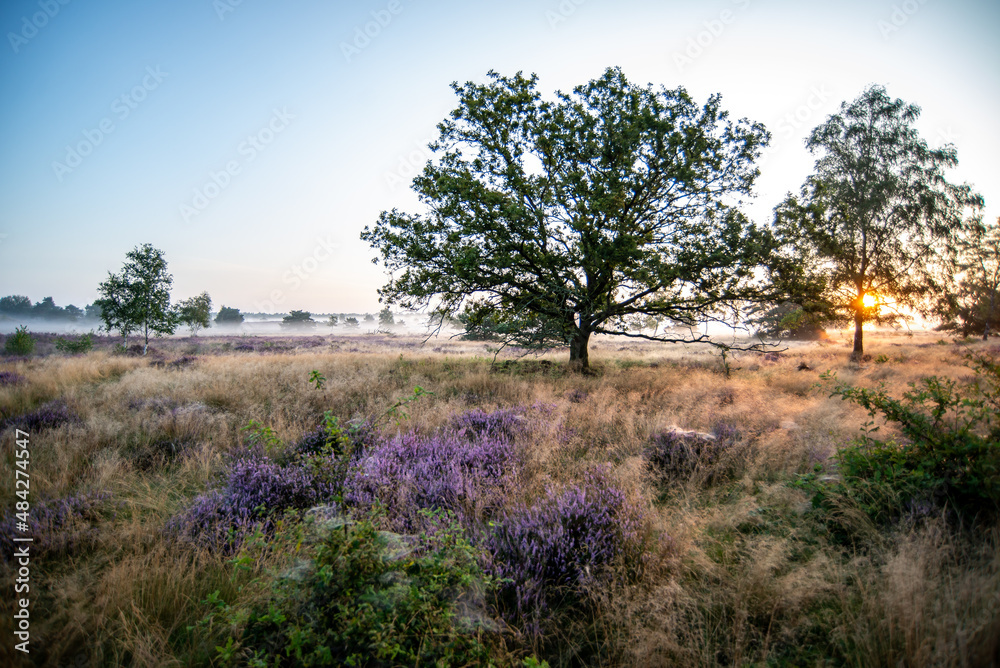 moorland moorland