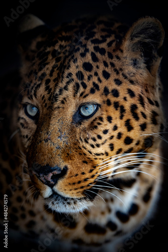Portrait of a leopard on a black background