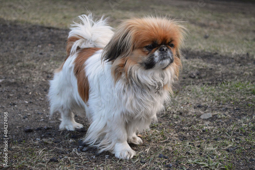 Foto Portrait of pekingese dog walking outside