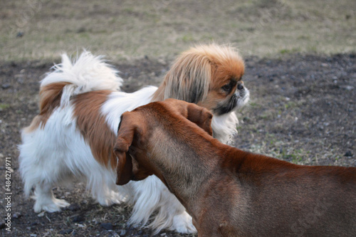 Bild auf Leinwand Dachshund and pekingese dog walking outside