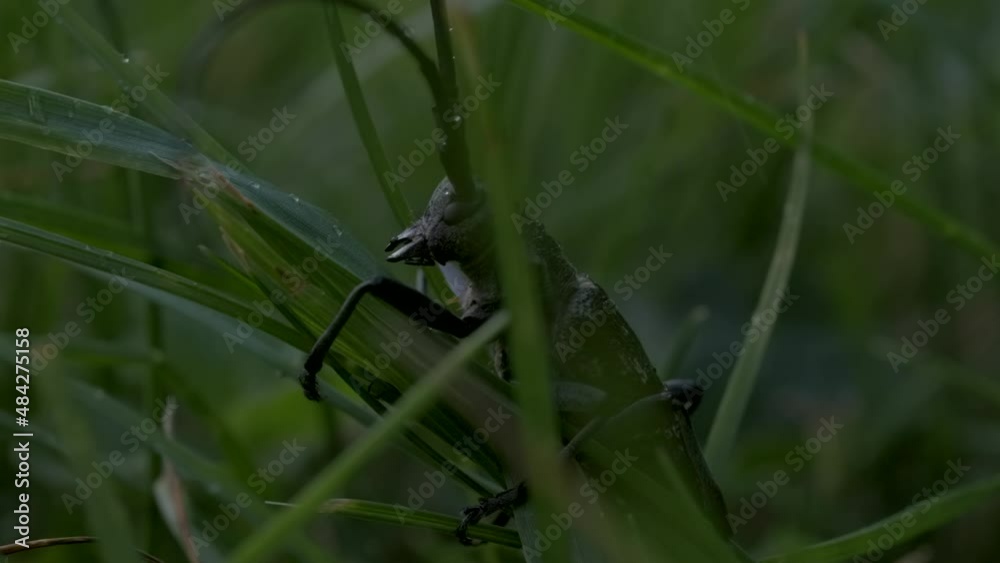 A large grasshopper with a long mustache sitting in the grass. Creative. A large green insect with long whiskers sitting in the grass under an almost imperceptible rain.