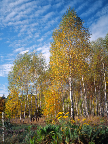 Autumn forest, Park Krajobrazowy Wzniesien Lodzkich, Poland