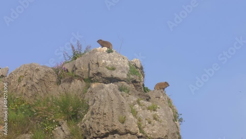 Rock hyrax sunbathing in Nahal Amud Gorge, Galilee, Israel

Footage from israel, 2022
