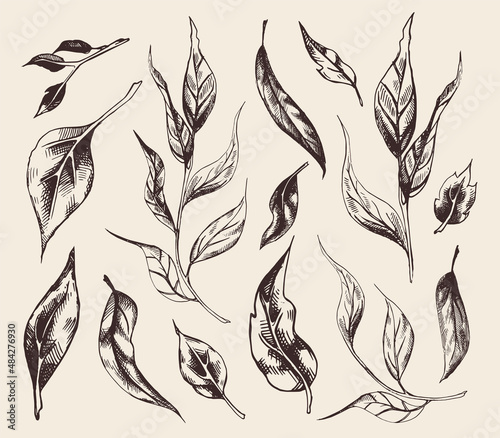 Set of vector hand drawn vintage plants. Fresh leaves on a branch. Imitation of penor  pencil drawing with hatching. Decorative elements for packaging design. Graphic illustration. Simple sketch. photo