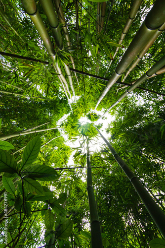 bamboo forest canopy