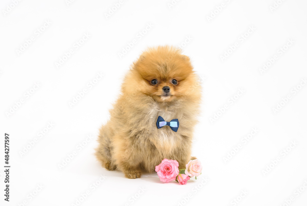 Cute confused gentleman pomeranian puppy with white background with flowers wearing bowtie