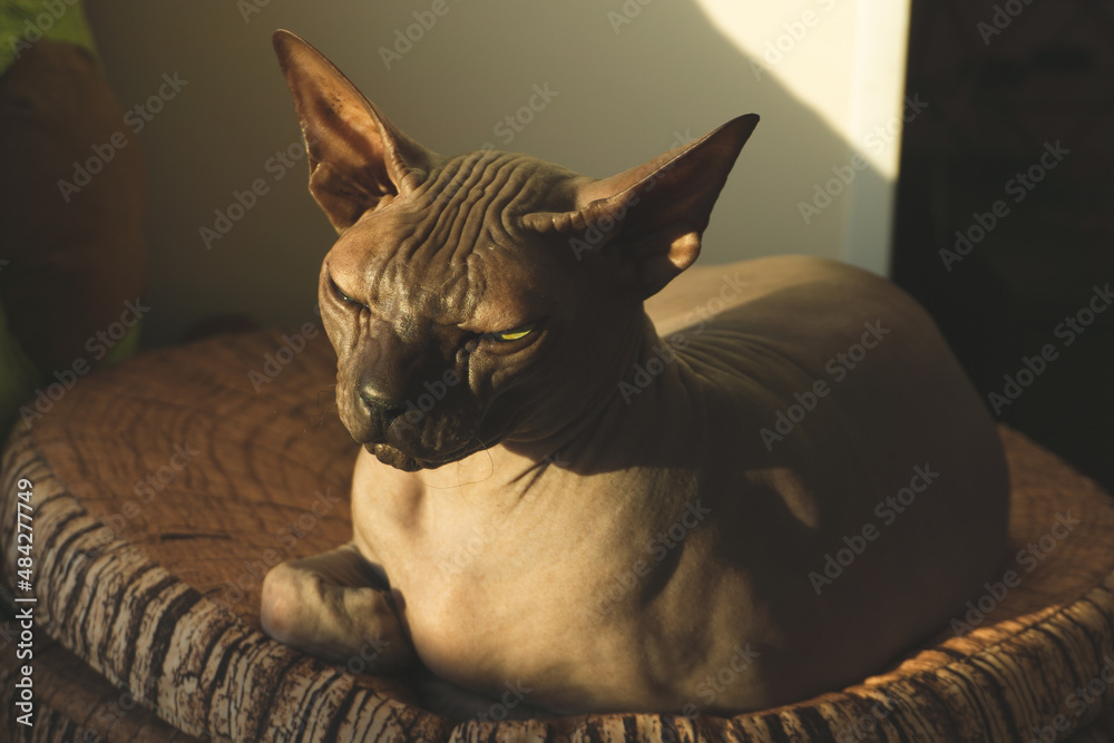 Sphynx hairless cat is resting. purebred pet. domestic animal
