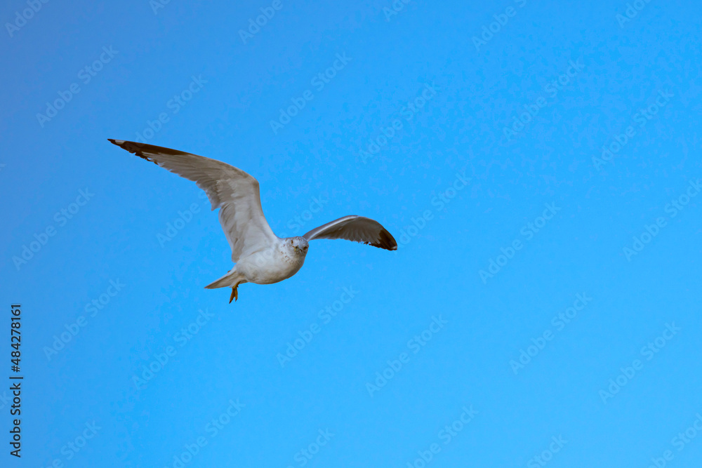 Ring-billed gull, one of the most common gulls in North America, soaring in a blue sky. Ring-billed gull, one of the most common gulls in North America, soaring in a blue sky.