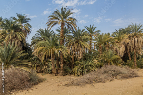 Palms along river Nile near Abri  Sudan