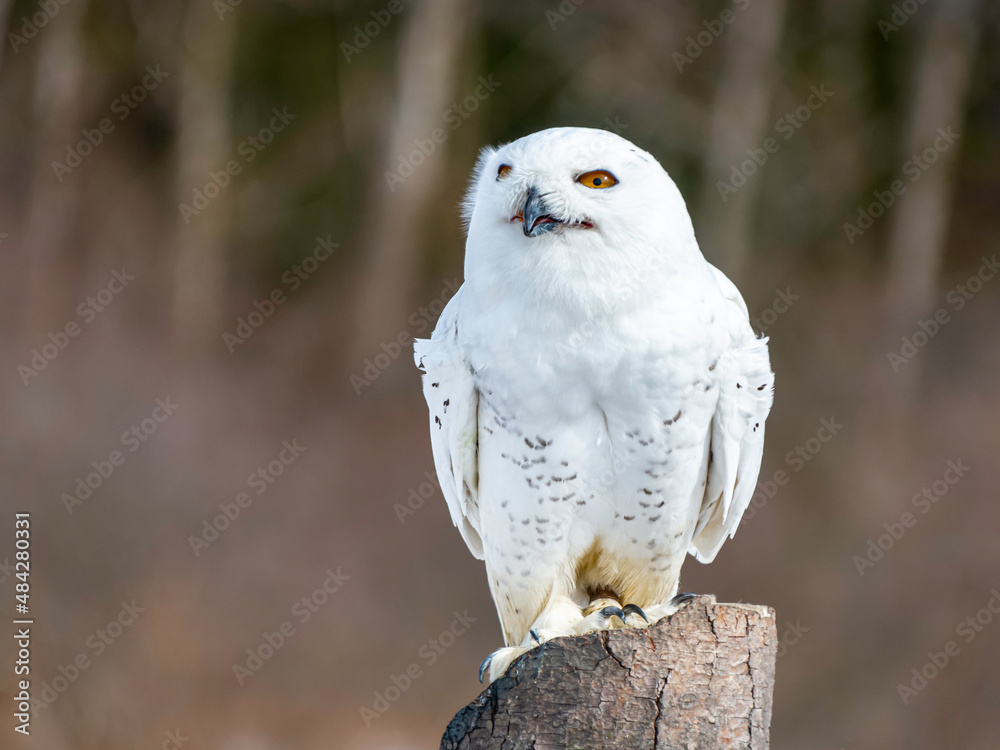 Obraz premium A Snowy Owl (Bubo scandiacus) sitting on a post, blurry background