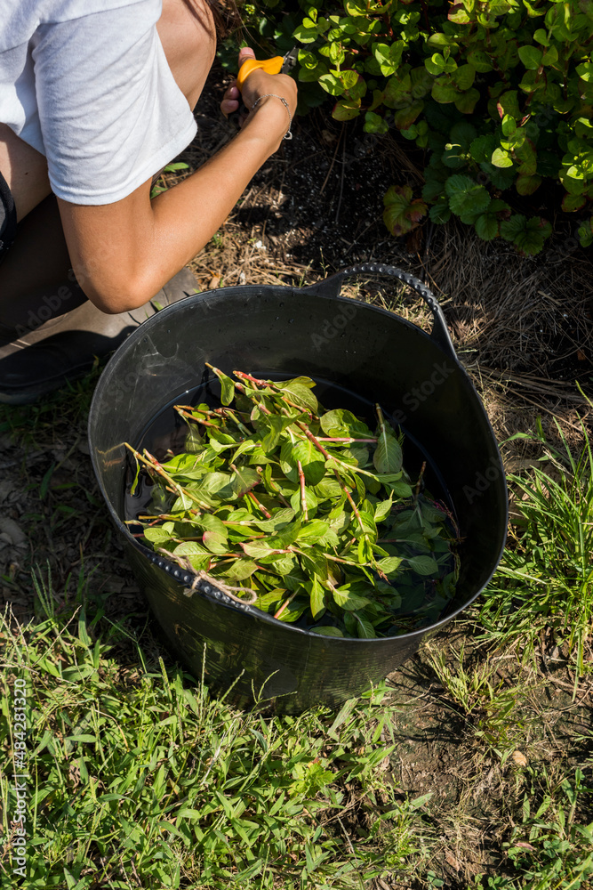 Urban farmer harvesting Japanese Indigo Urban farmer harvesting Japanese Indigo