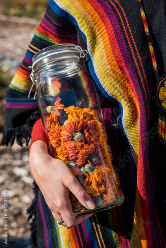 Woman holding a jar of Mexican or Aztec (Cempazuchitl) marigolds, Tagetes erecta photo