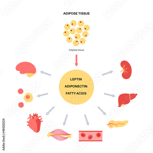 Adipose Tissue Hormones